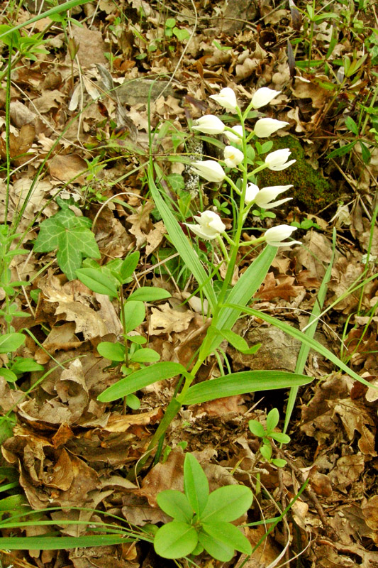 Orchidee del Chianti - Ophrys sphegodes e altre...